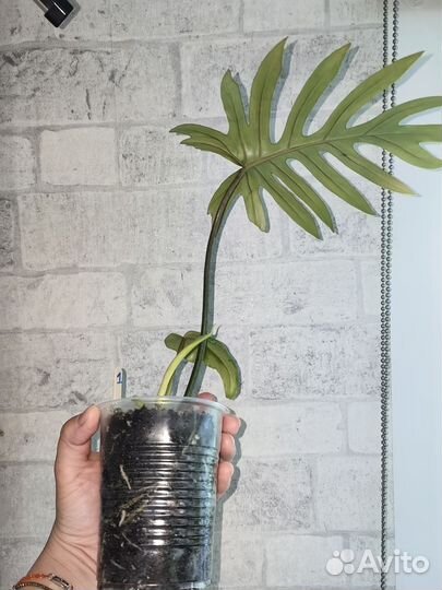 Филодендрон