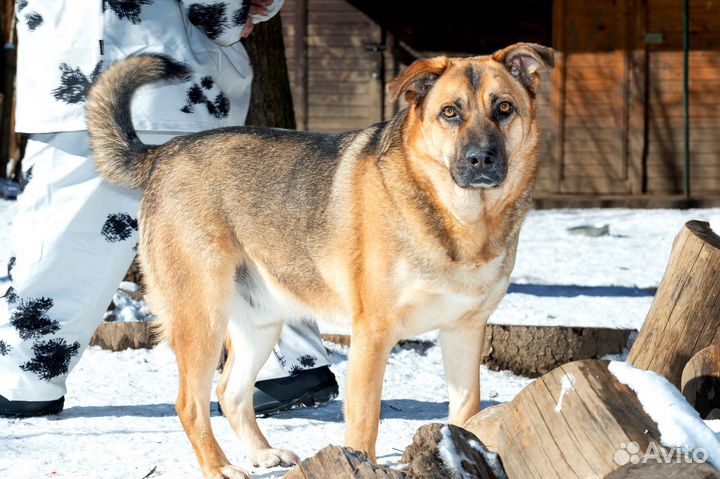 Собака в добрые руки