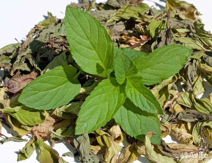 Мята перечная оптом с доставкой по РФ