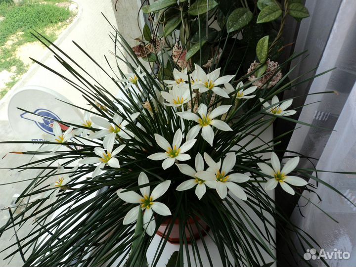 Зефирантес белый