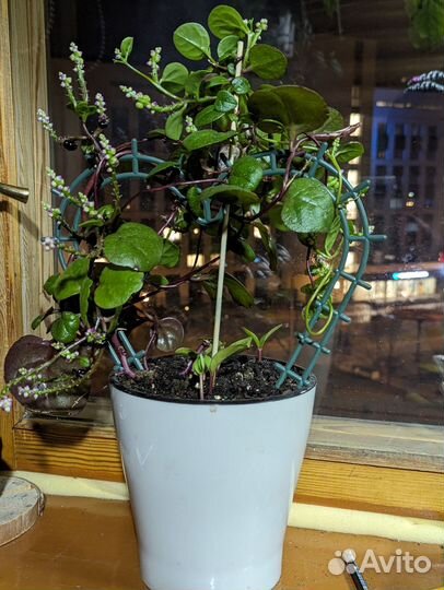 Базелла - заморский гость