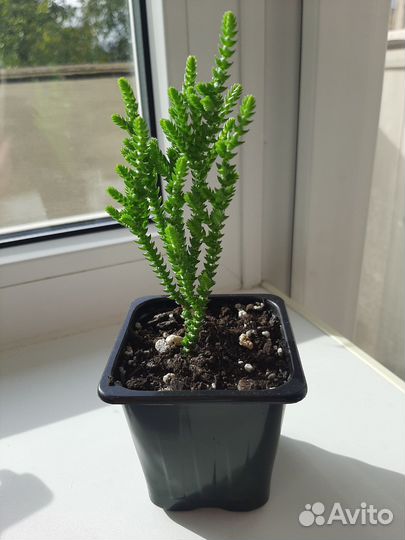 Суккуленты