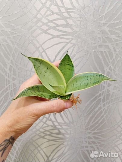 Сансевиерия ханни крем