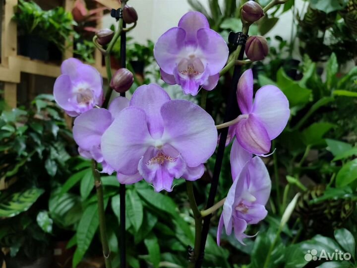 Орхидея фаленопсис биг лип