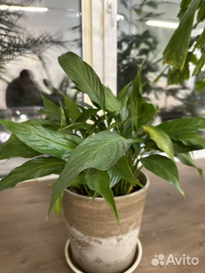 Спатифиллум