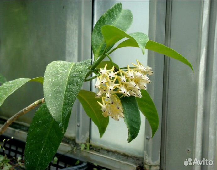 Хойя постоянной осени и калорита весны