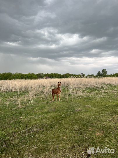 Жеребец, жеребята
