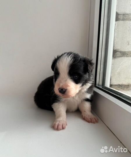 Бордер колли щенки