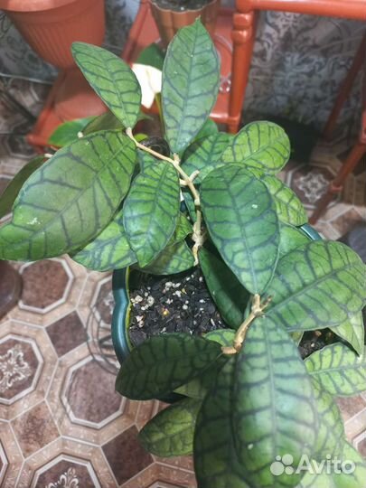 Хойи укорененные и срезом