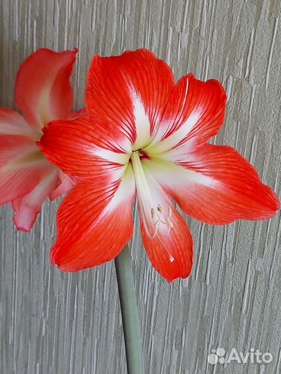 Гиппиаструм,эухарис,замиокулькас