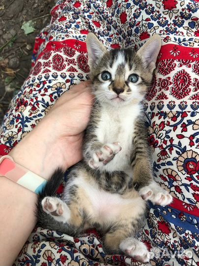 Котята мальчик и девочка в добрые руки