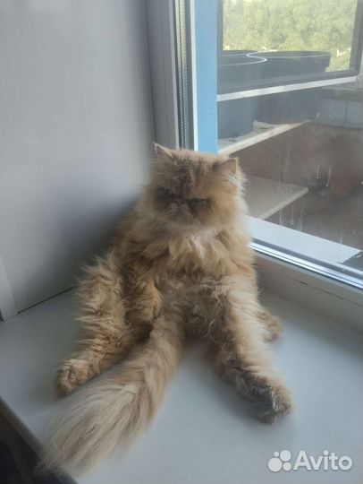 Картина вышитая крестом ручная работа Алиса