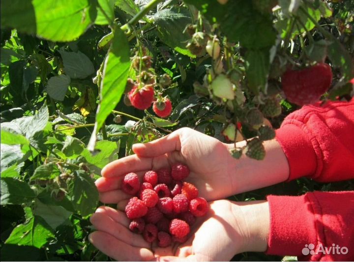 Саженцы малины зимует без укрытия