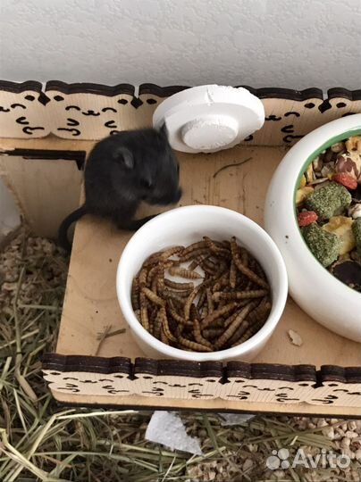 Мышь песчанка