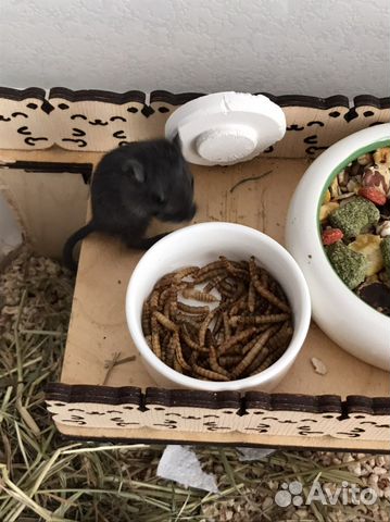 Мышь песчанка