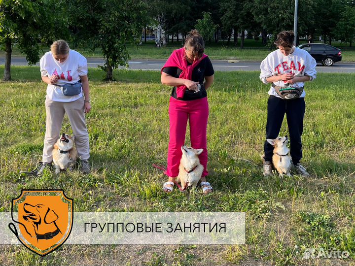 Кинолог СПб, дрессировка собак, передержка собак