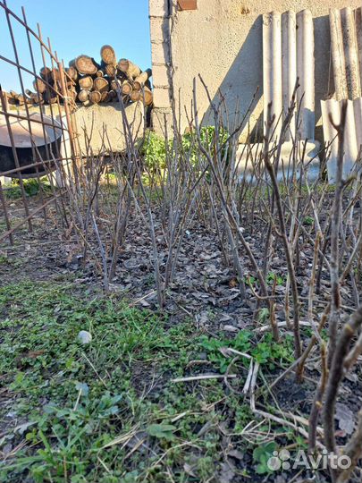 Саженцы черной смородины