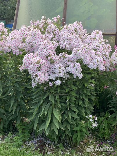 Флокс метельчатый