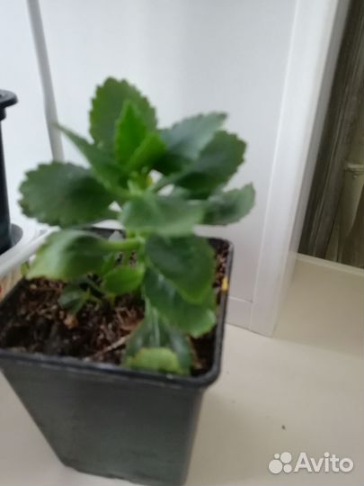 Каланхоэ декоративный