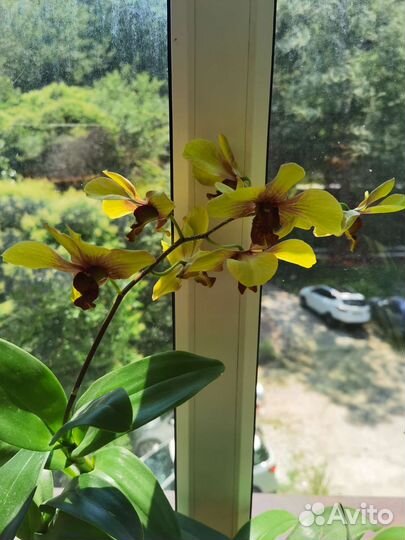 Орхидея дендробиум, психопсис