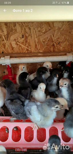 Цыплята суточные