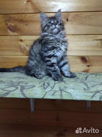 Котята мейн-кун