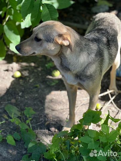 Собака ищет дом