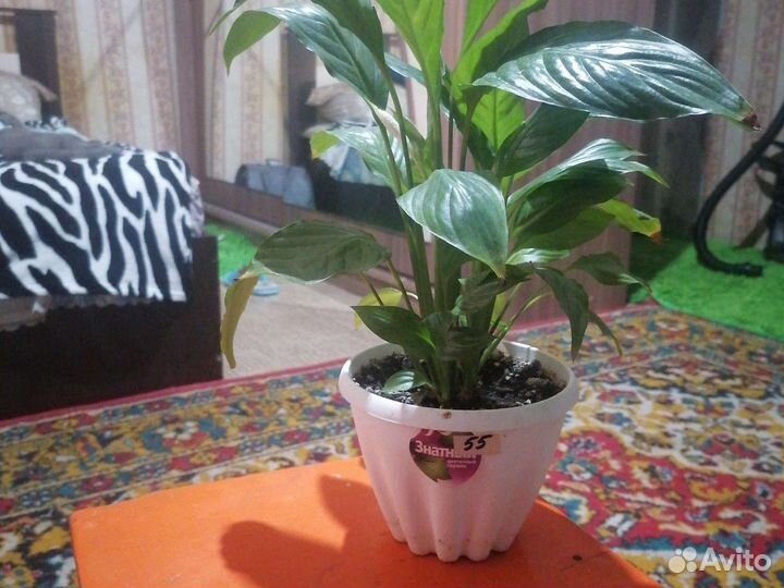 Спатифиллум