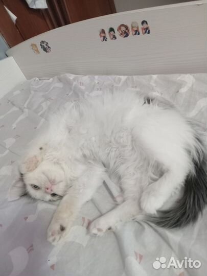 Отдам котёнка мальчика