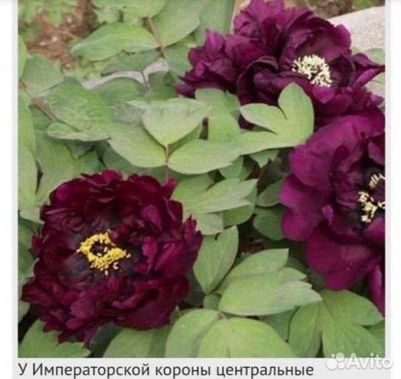 Пионы древовидные и гибриды