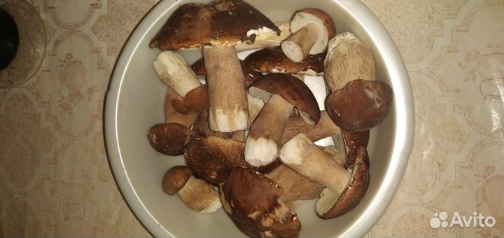 Белые грибы свежие, Боровик