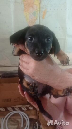 Домашние животные собаки щенки