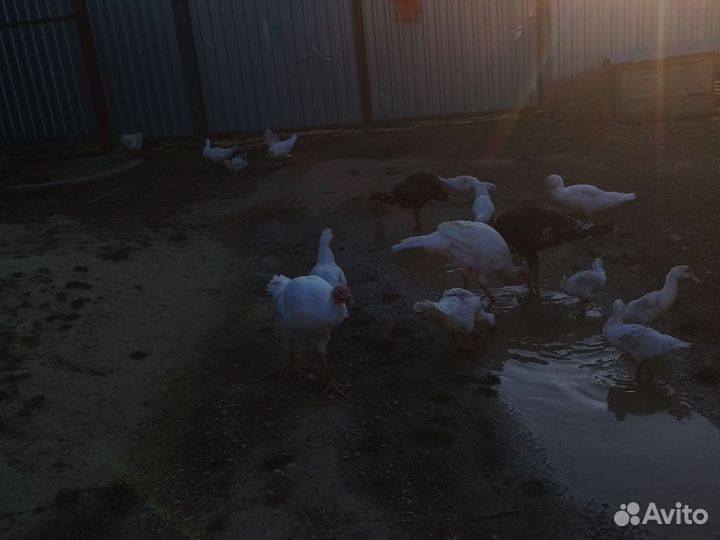 Продаются индоутки