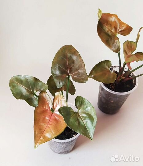 Сингониум арон браун