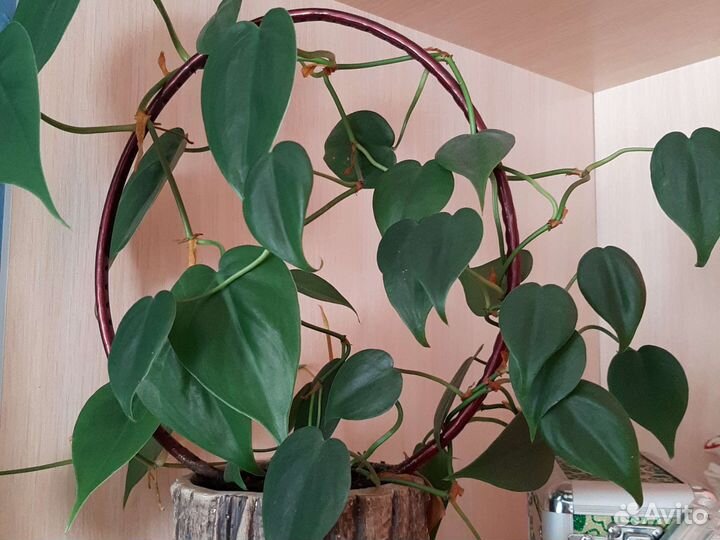 Комнатные цветы