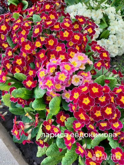 Растения цветы для сада