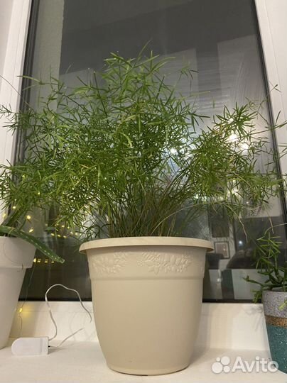 Комнатное растение в горшке