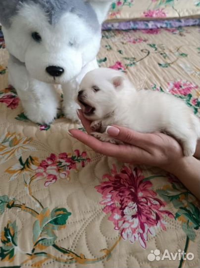 Белые шпицедетки