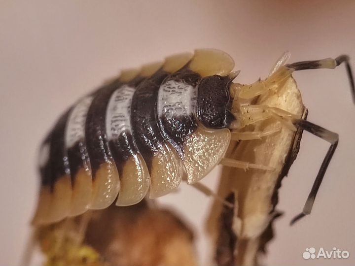 Экзотические мокрицы и кивсяки