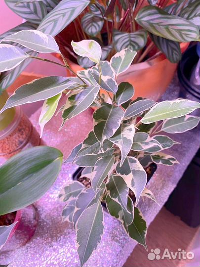 Фикус бенджамина