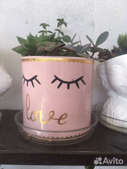 Кактусы и суккуленты, мини садики