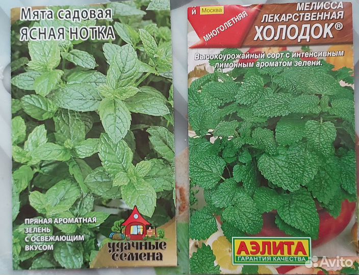 Мята рассада. Комнатные растения