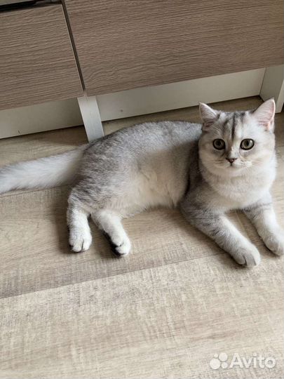 Котенок шотландской шиншиллы