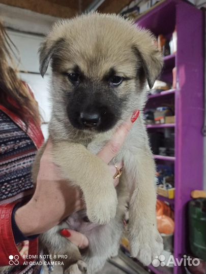 Щенки маламута