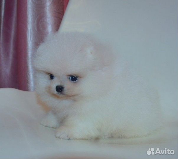 Померанский шпиц,медвежата разных окрасов