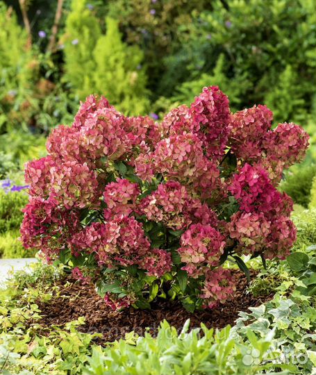 Саженцы гортензий метельчатых