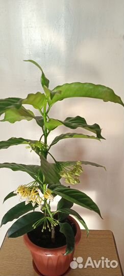 Хойя мультифлора