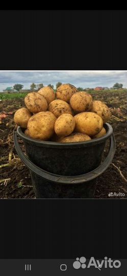 Продам картофель