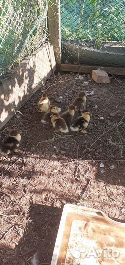 Мускусные утки