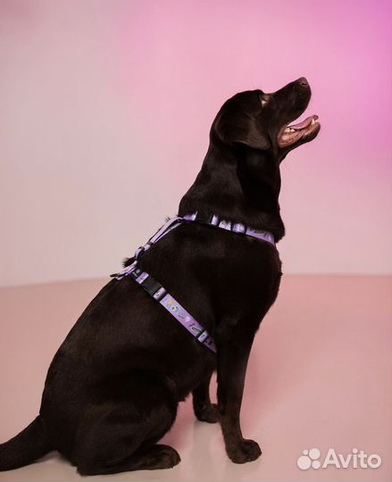 Анатомическая шлейка для собак